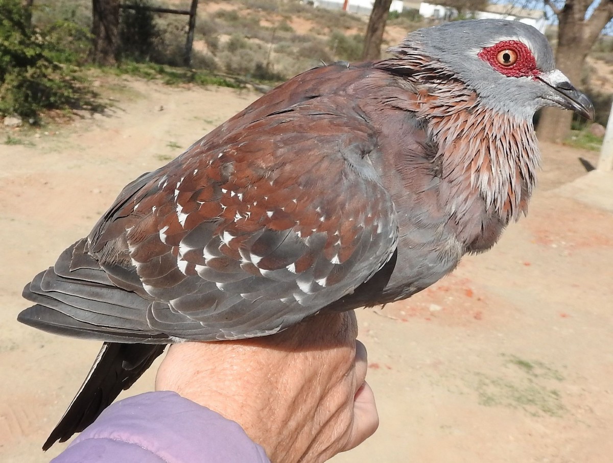 Speckled Pigeon - ML623912402