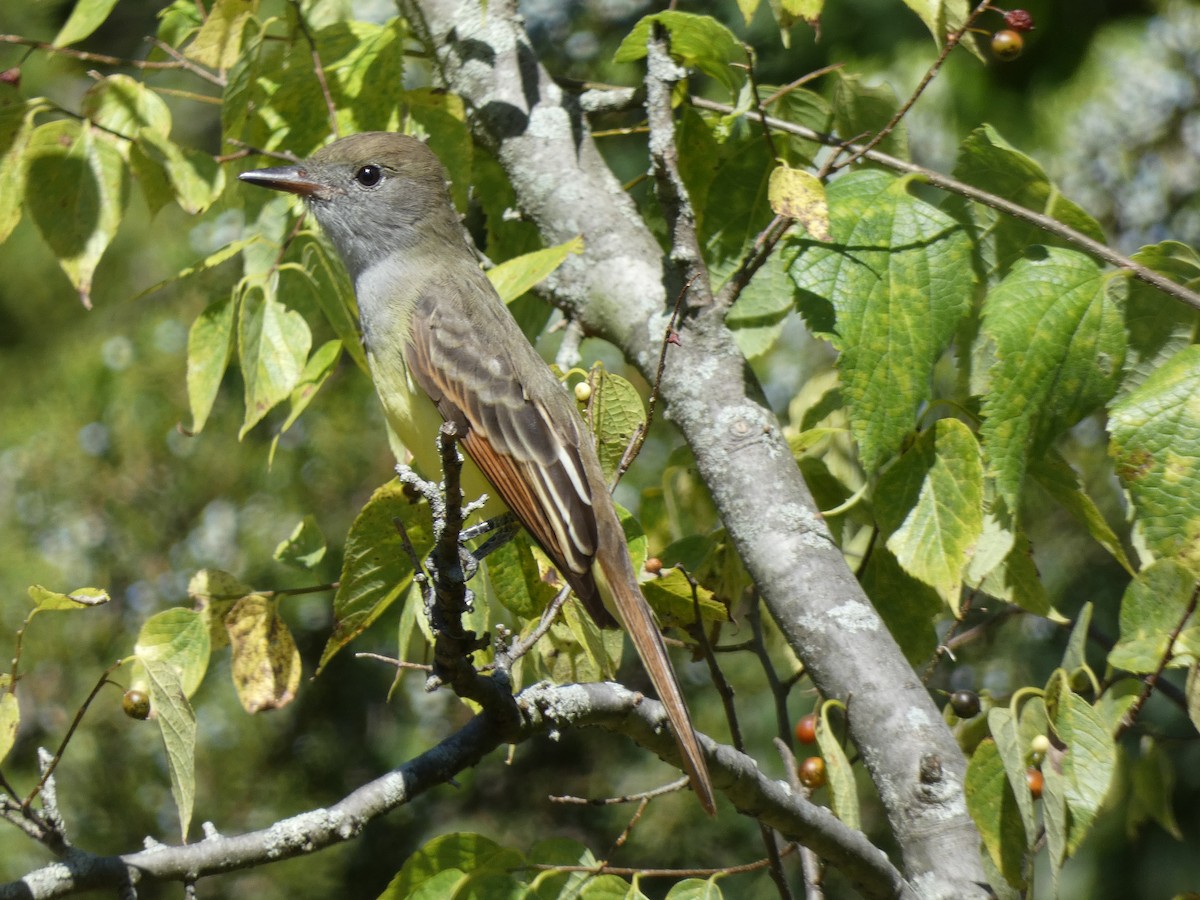 Great Crested Flycatcher - Luke Knutson