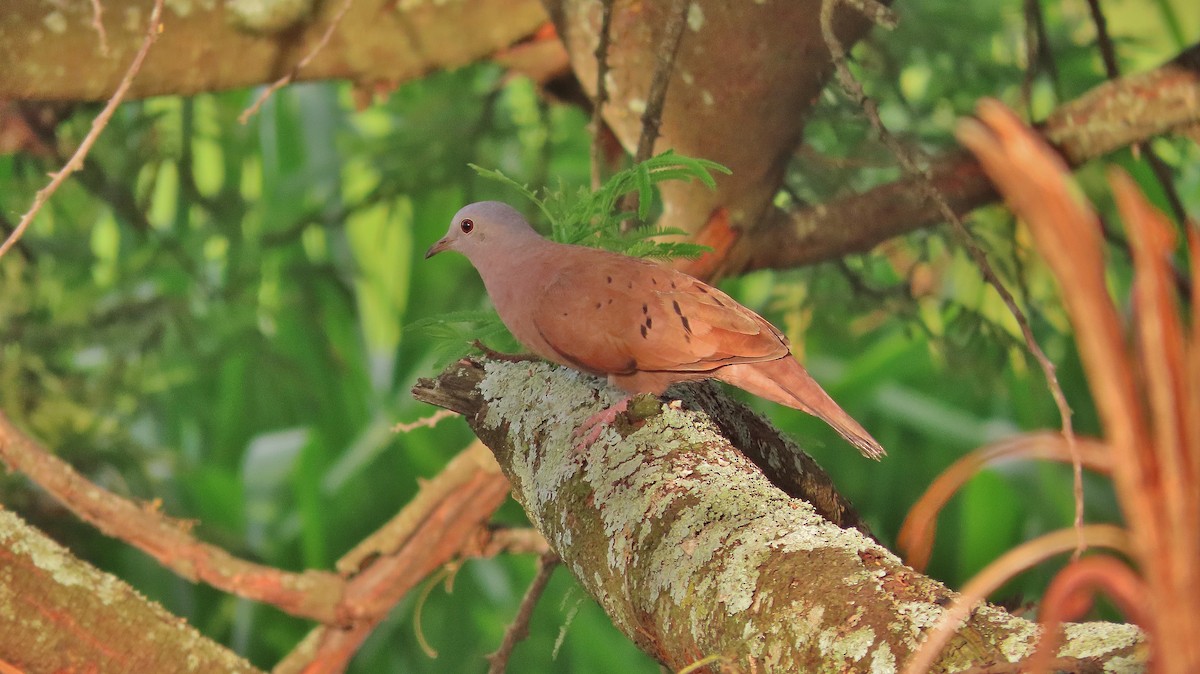 Ruddy Ground Dove - ML623912404