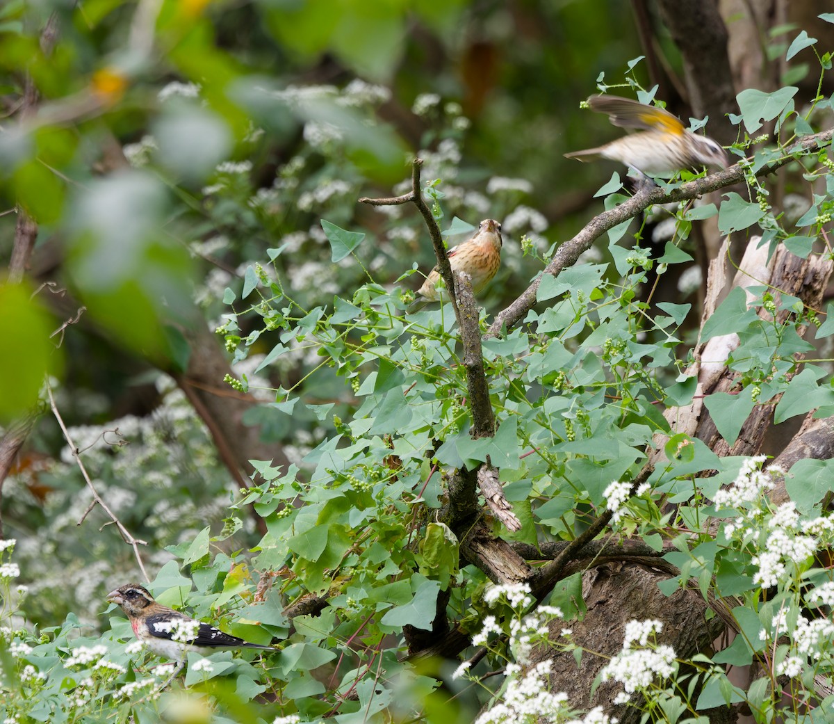 Rose-breasted Grosbeak - Ankur Dave