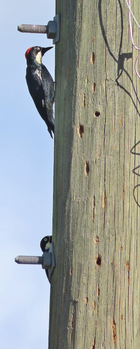 Acorn Woodpecker - Nic Zimmer