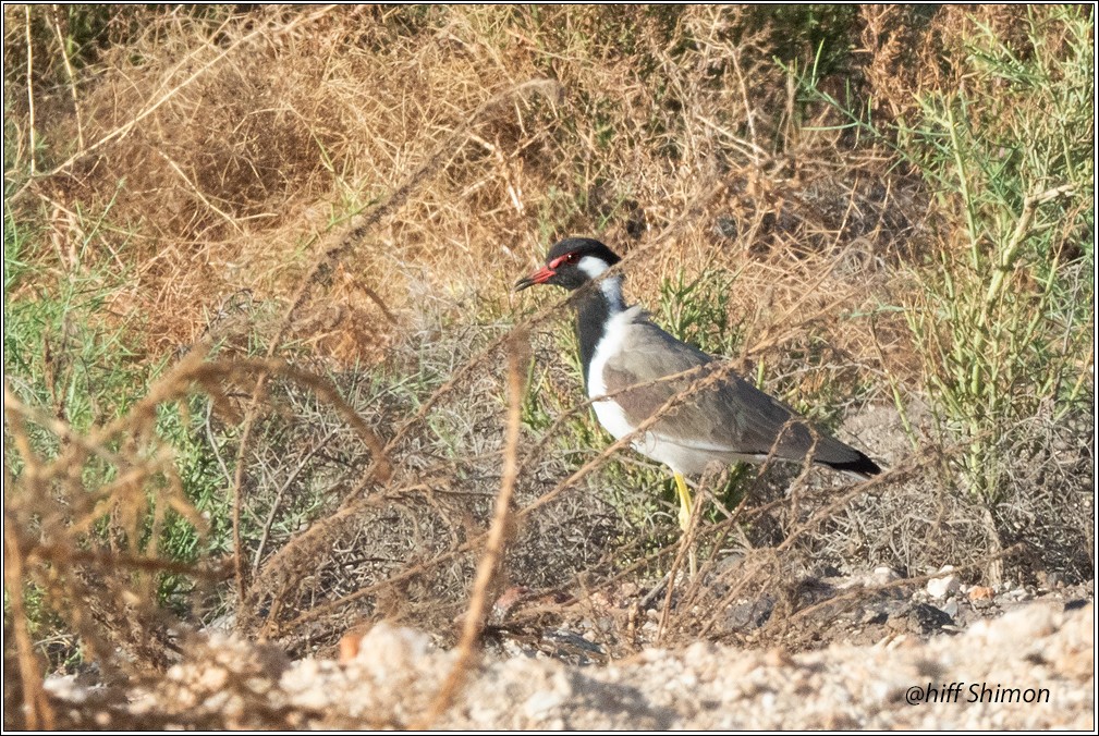 Red-wattled Lapwing - ML623912413