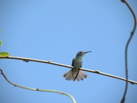 Glittering-throated Emerald - Alejandra Moreno