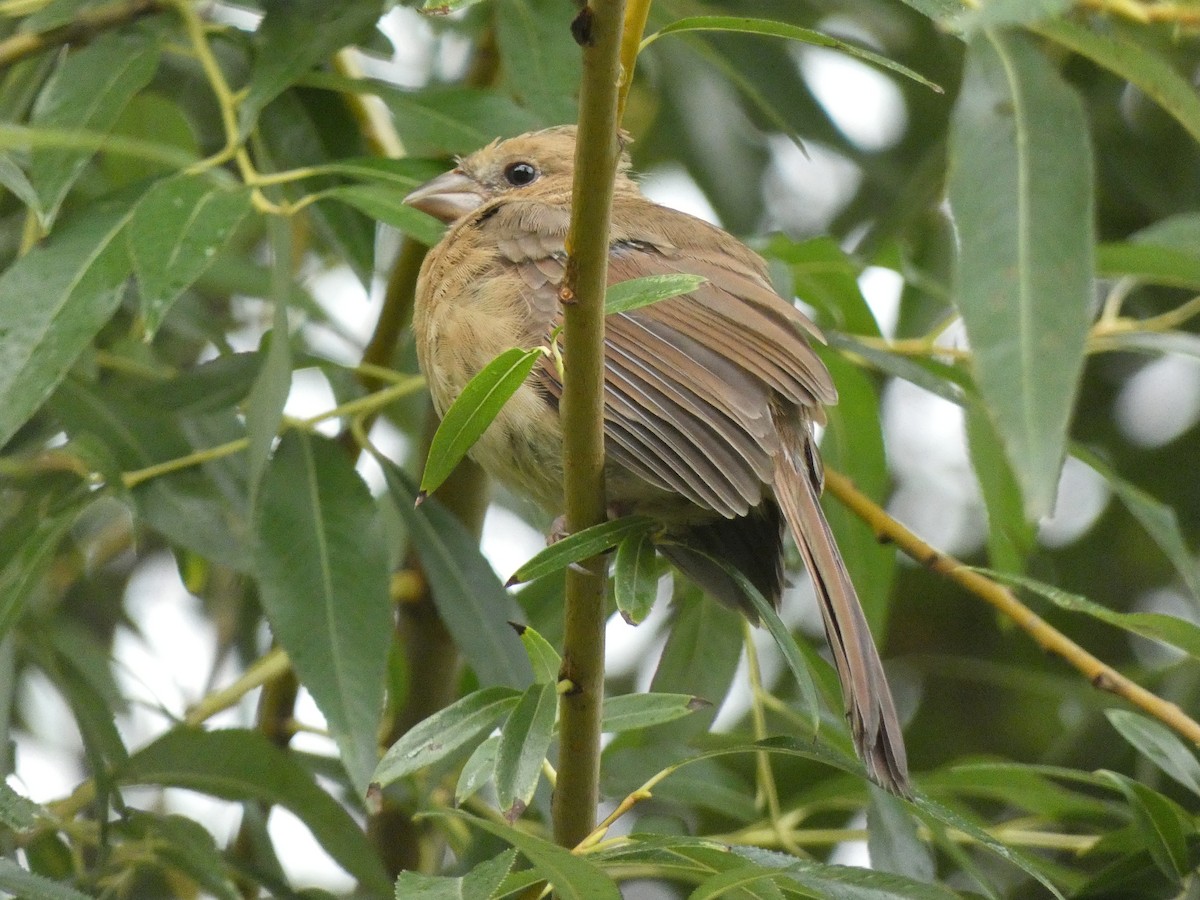 Northern Cardinal (Common) - ML623912421