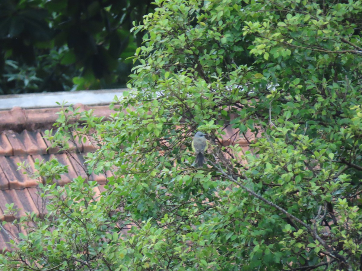 Tropical Kingbird - Joelma Mesquita