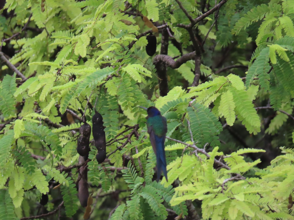 Swallow-tailed Hummingbird - ML623912482