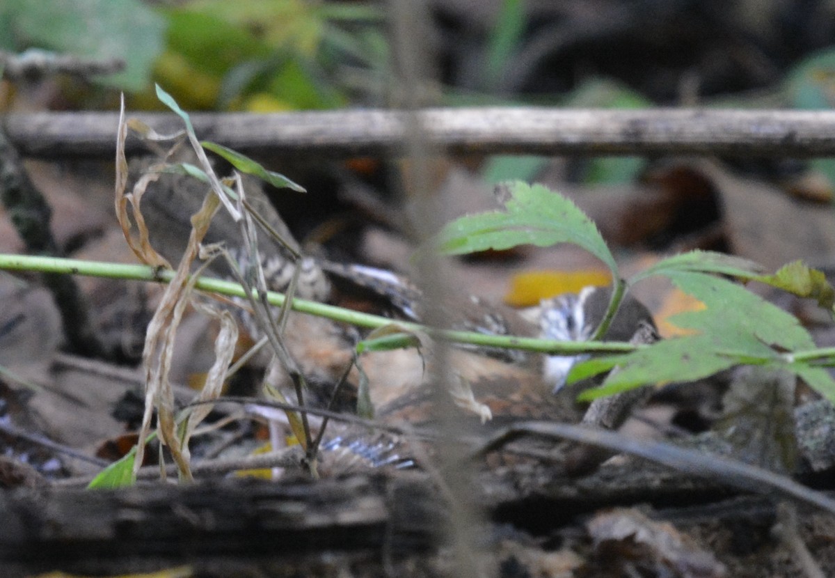 Carolina Wren (Northern) - ML623912486