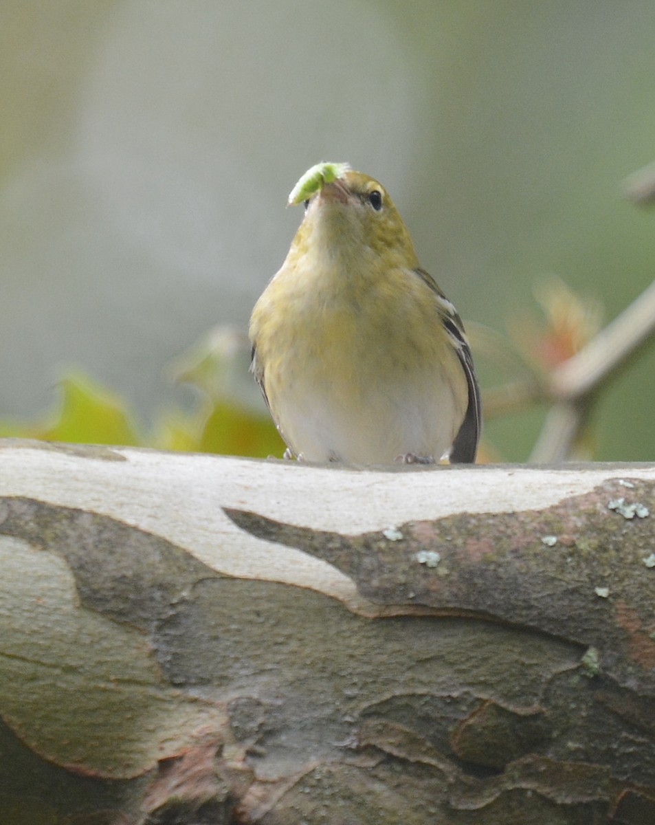 Bay-breasted Warbler - ML623912492