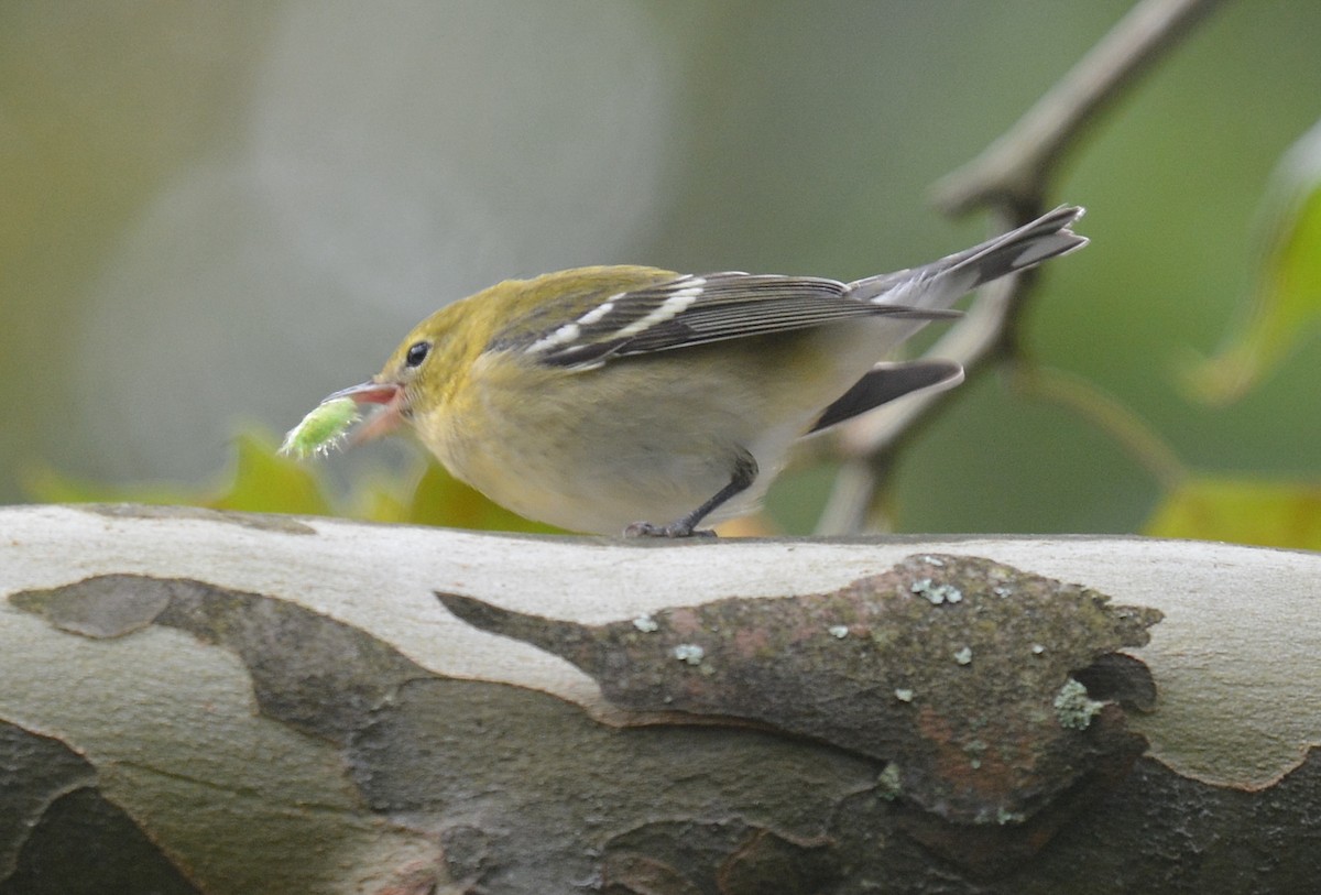 Bay-breasted Warbler - ML623912493