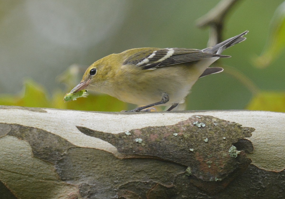 Bay-breasted Warbler - ML623912495