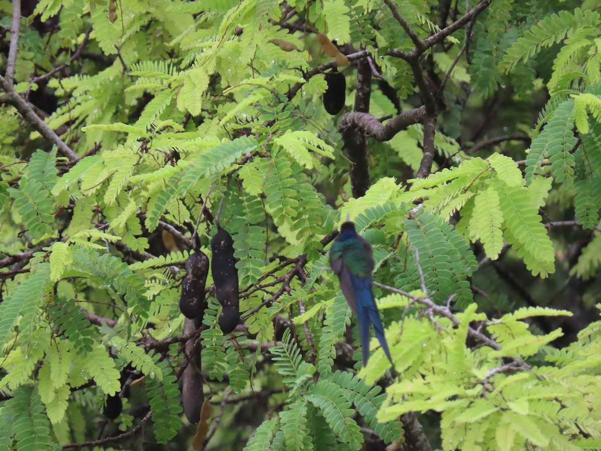 Swallow-tailed Hummingbird - ML623912497