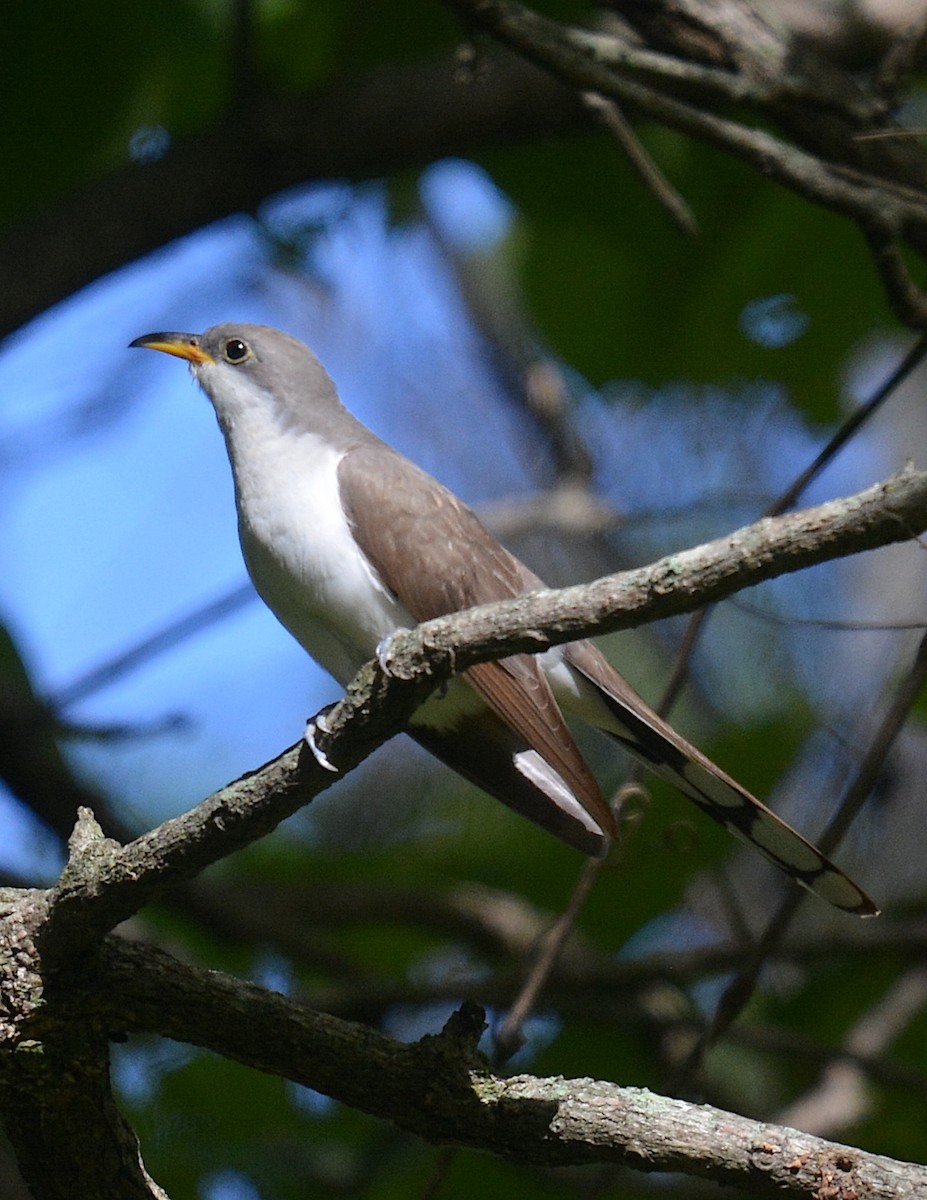 Yellow-billed Cuckoo - ML623912498