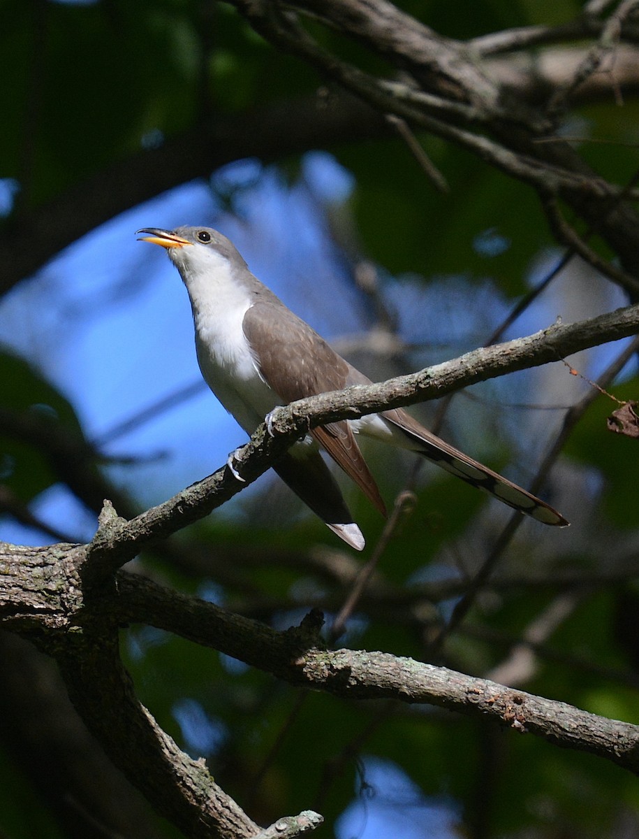 Yellow-billed Cuckoo - ML623912499