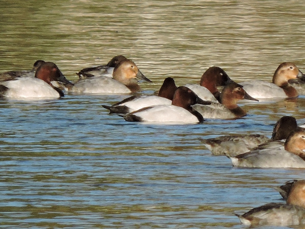 Canvasback - ML623912511