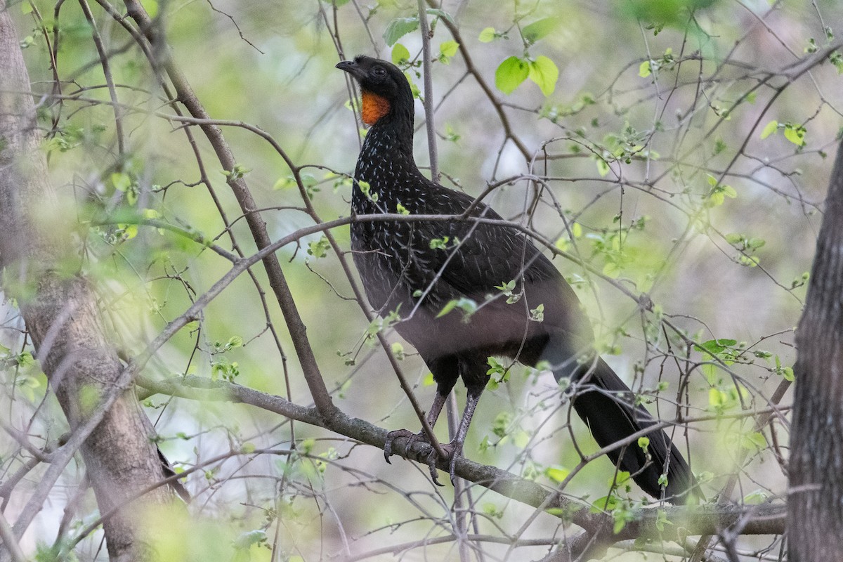 Dusky-legged Guan - ML623912515