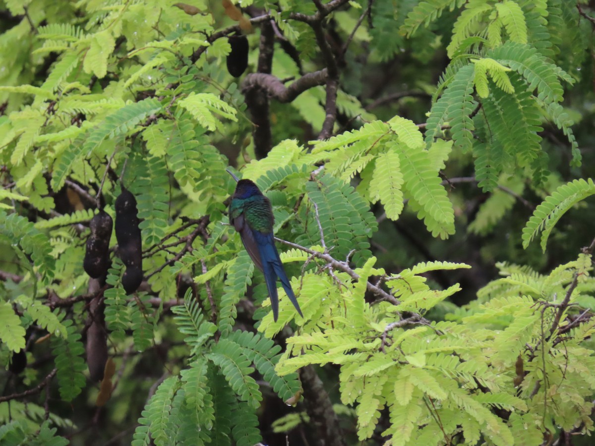 Swallow-tailed Hummingbird - ML623912516