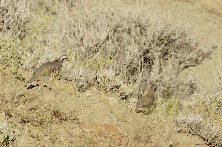 Chukar - ML623912517