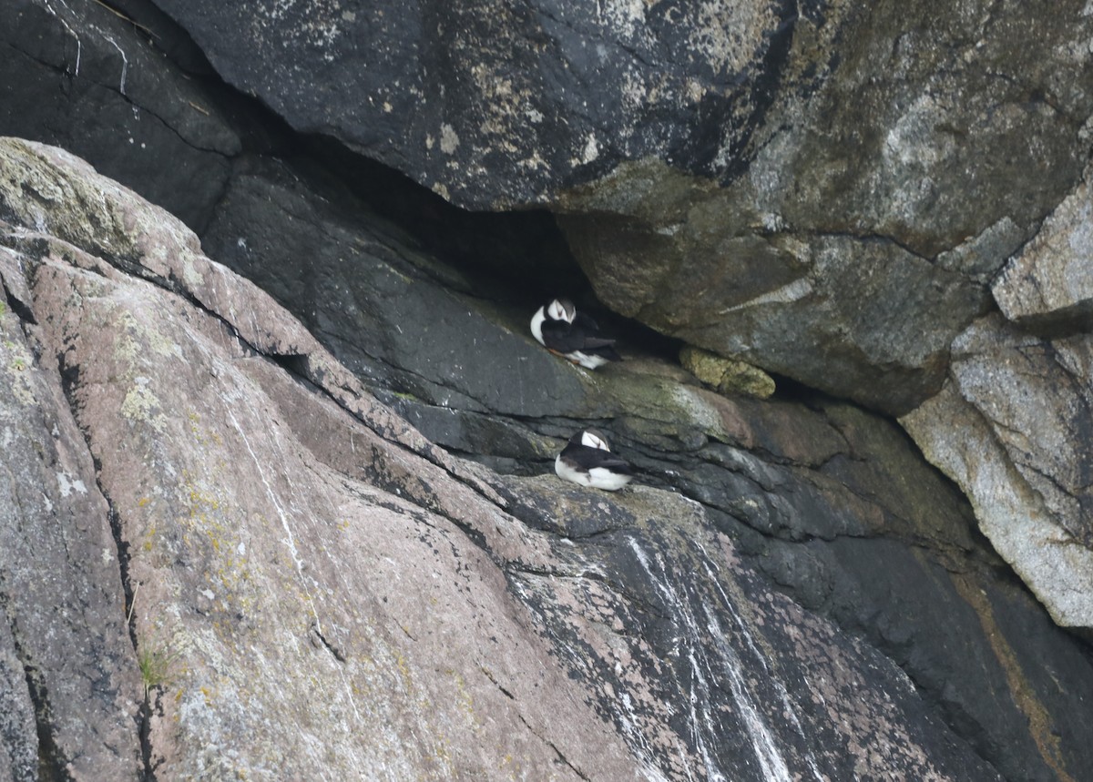 Horned Puffin - ML623912521