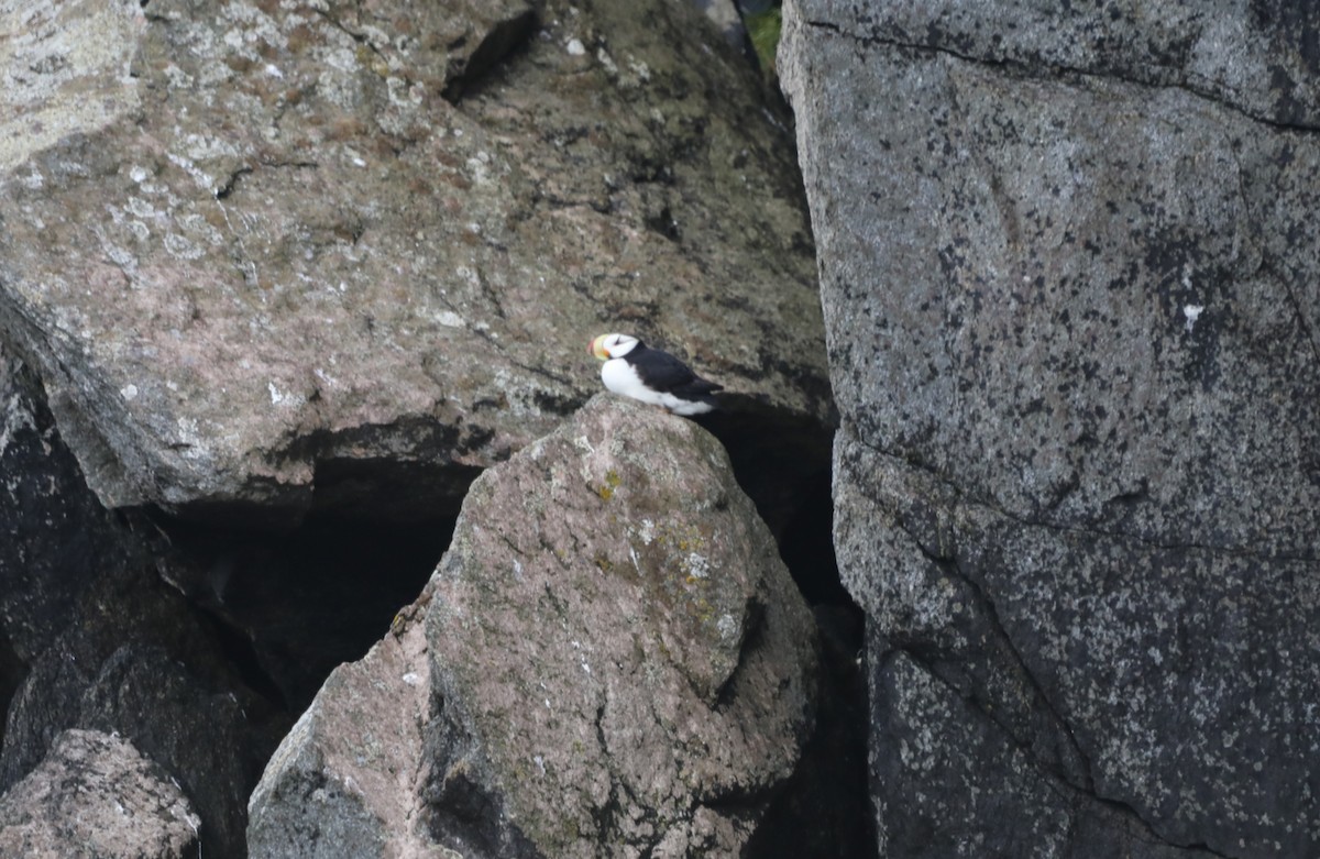 Horned Puffin - ML623912522