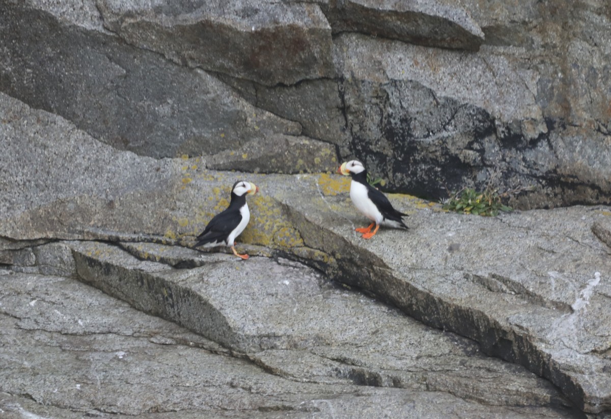 Horned Puffin - ML623912524