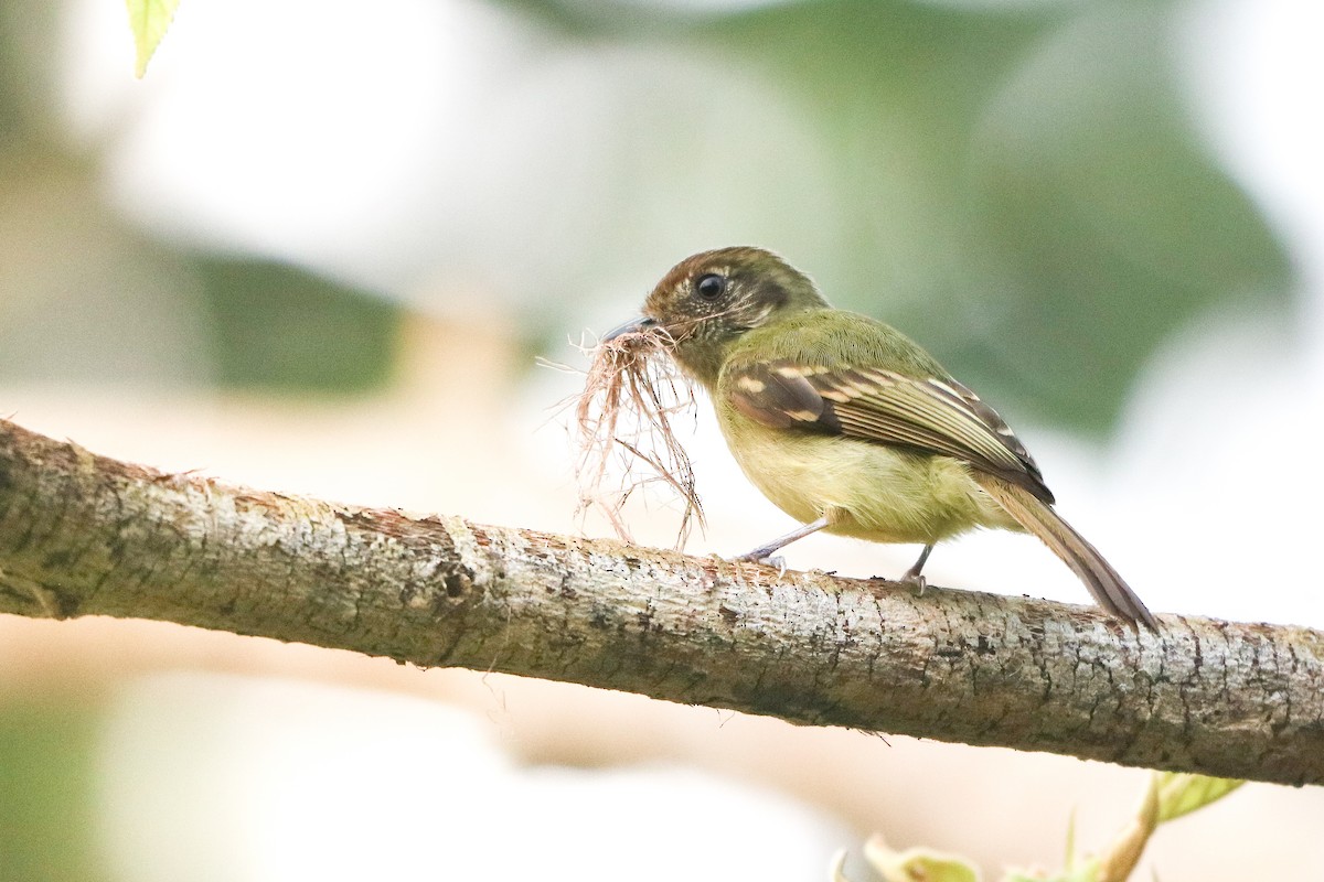 Sepia-capped Flycatcher - ML623912526