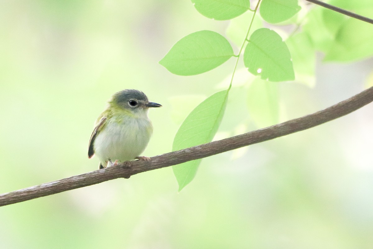 Short-tailed Pygmy-Tyrant - ML623912528