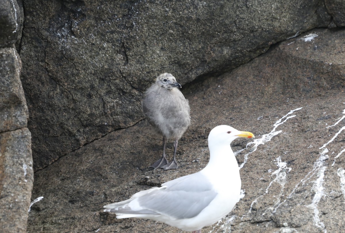 Glaucous-winged Gull - ML623912537