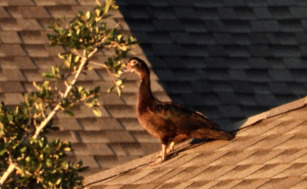 Muscovy Duck (Domestic type) - ML623912567