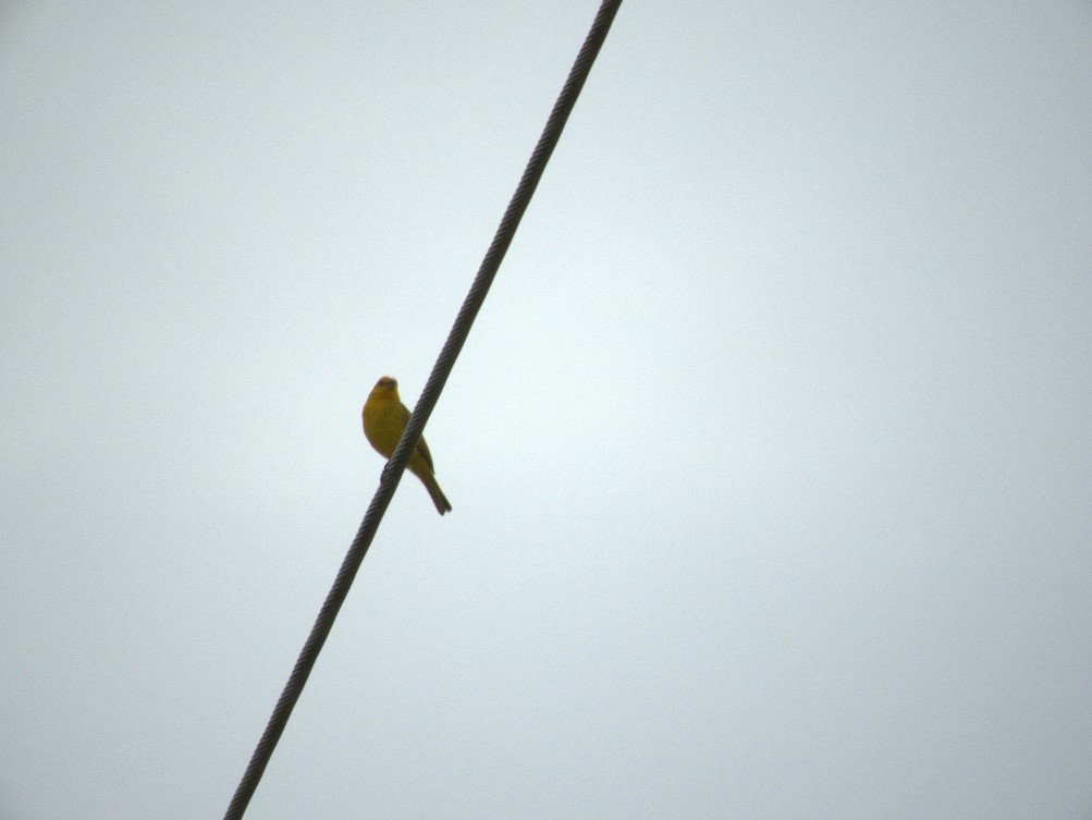 Saffron Finch - ML623912568