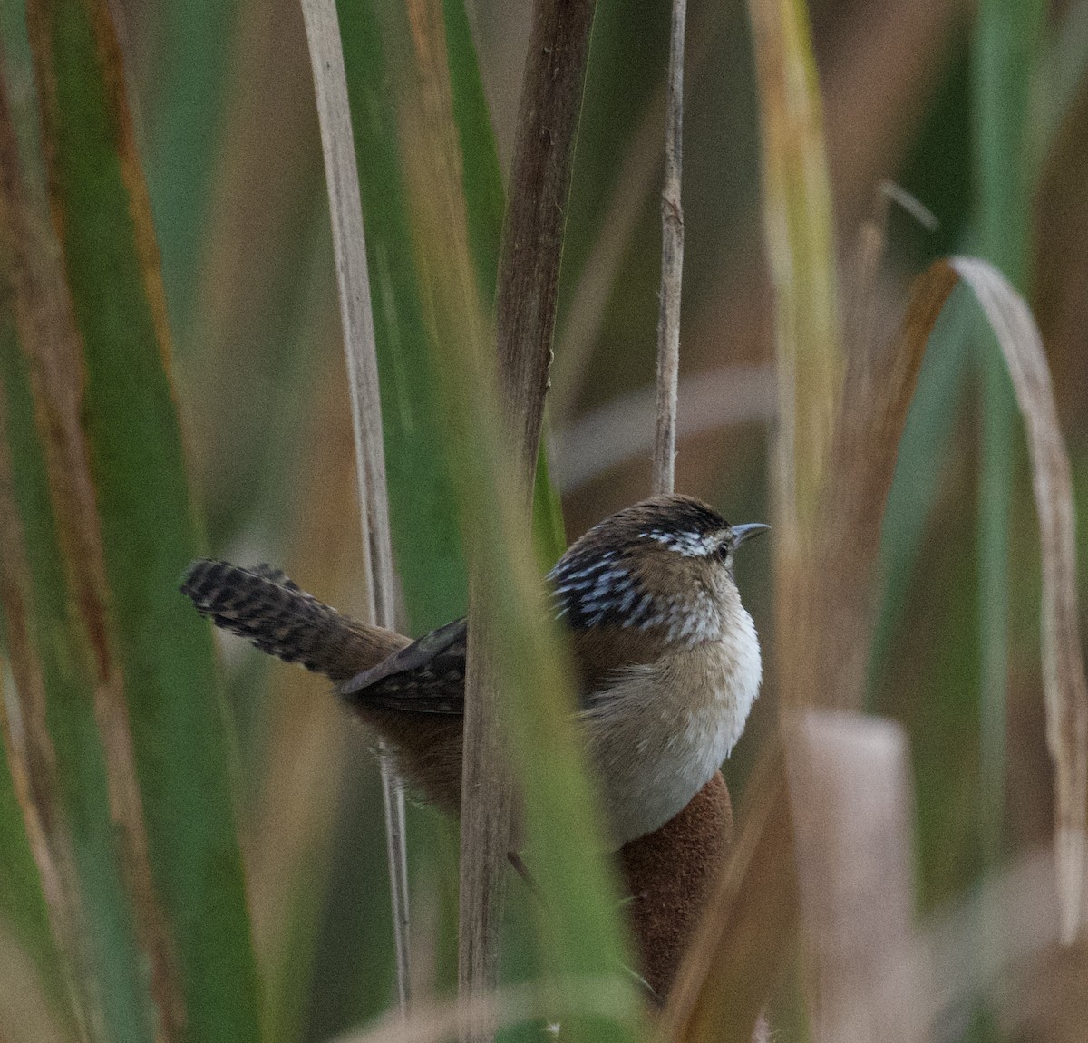 Marsh Wren - ML623912570