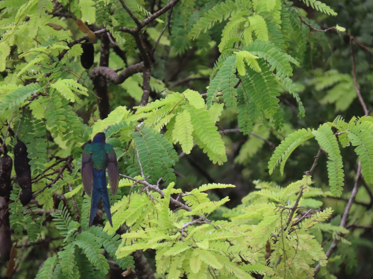 Colibrí Golondrina - ML623912571