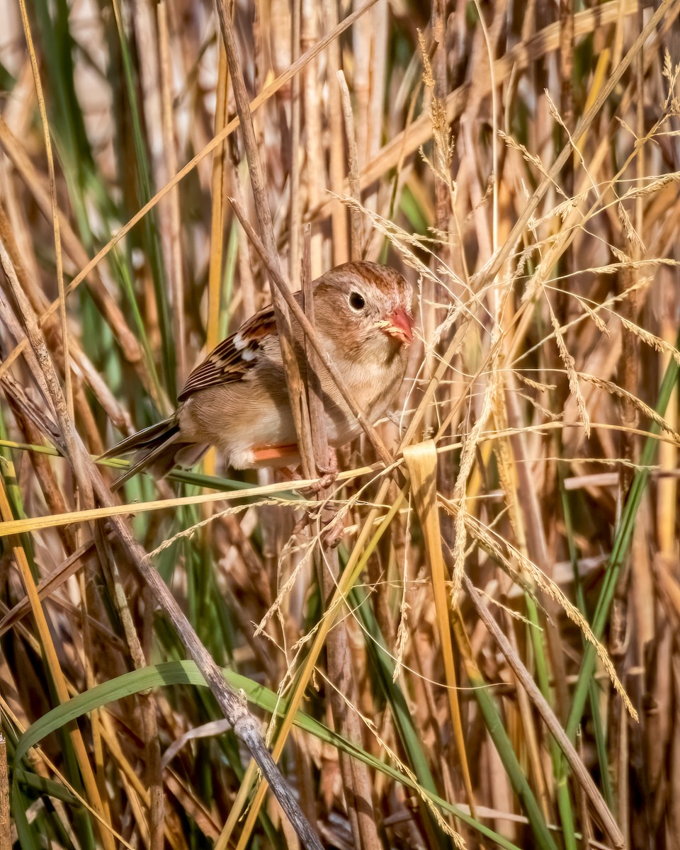 Field Sparrow - ML623912572