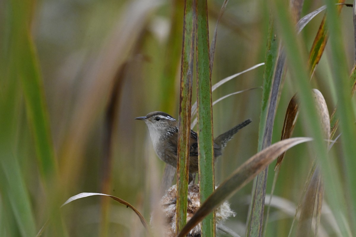 Marsh Wren - ML623912573