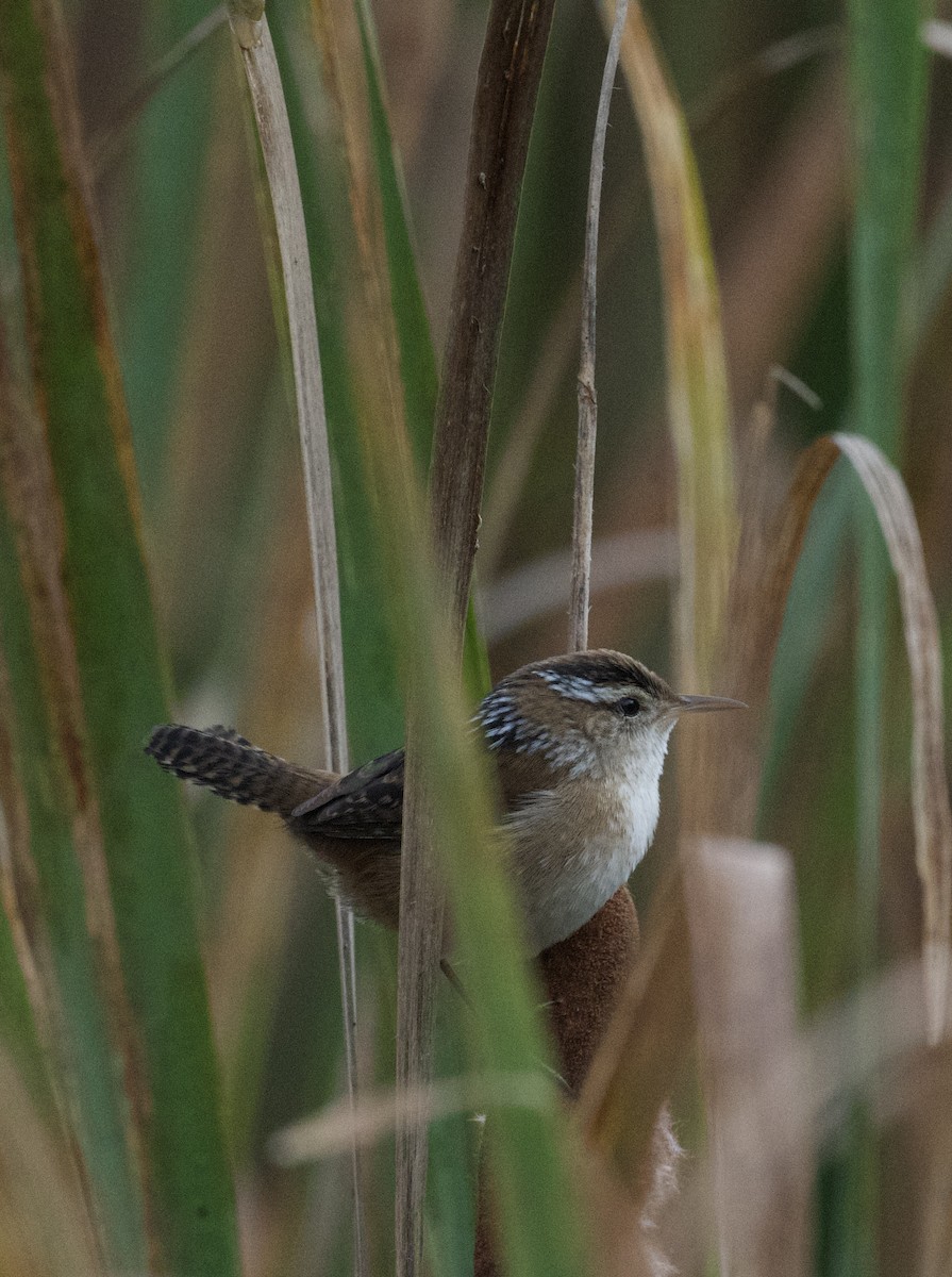 Marsh Wren - ML623912574