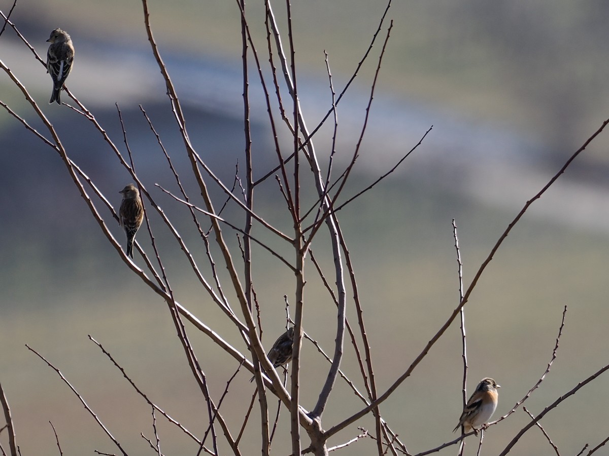 Brambling - ML623912586