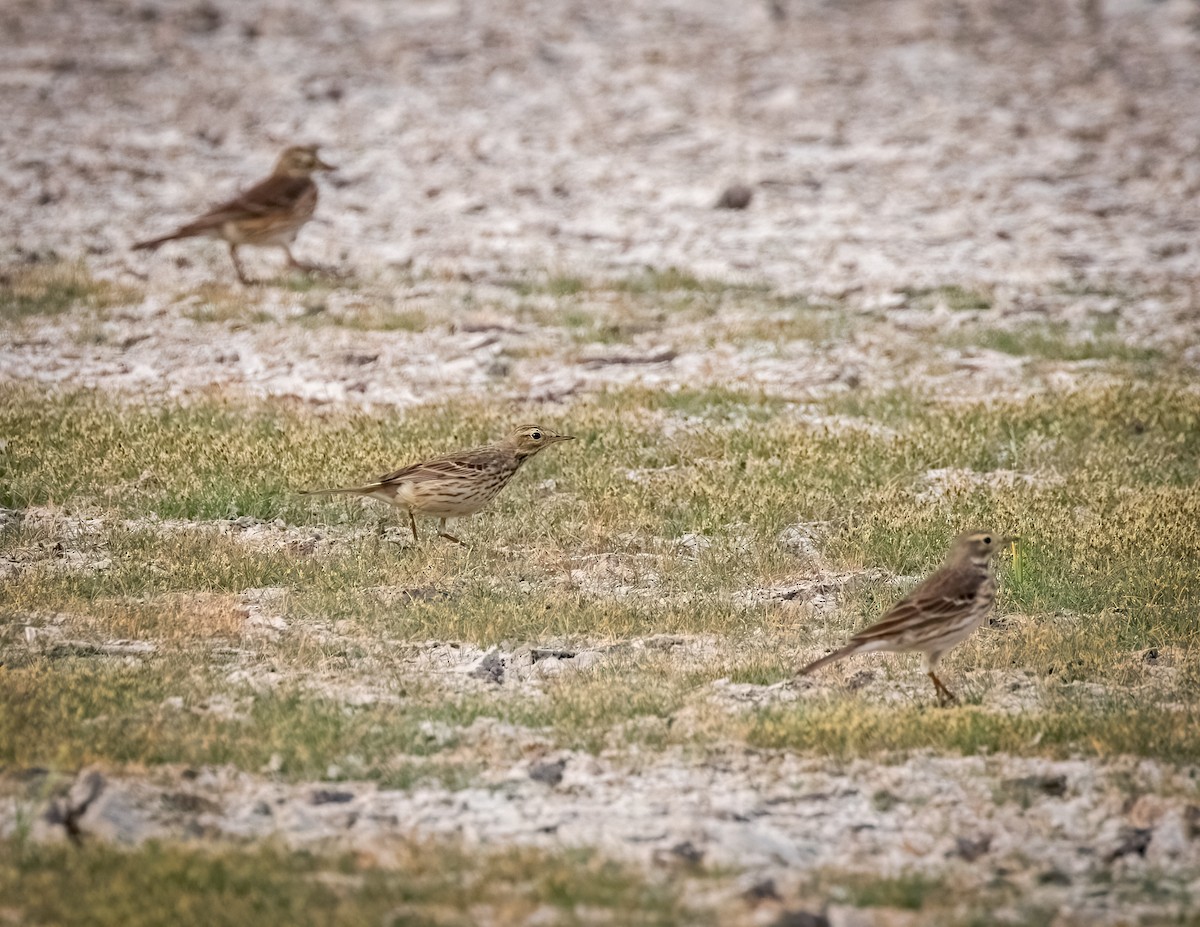 American Pipit - ML623912593