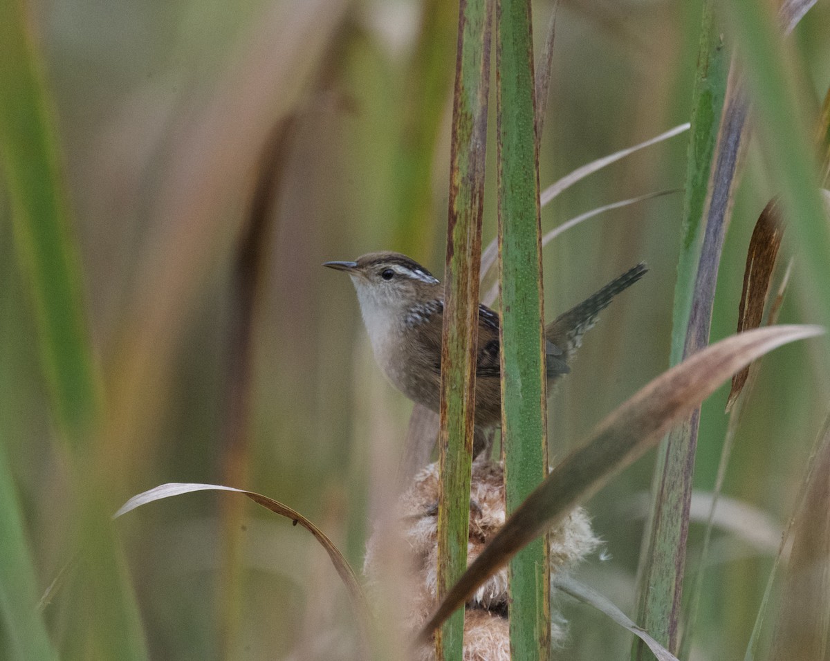 Marsh Wren - ML623912596