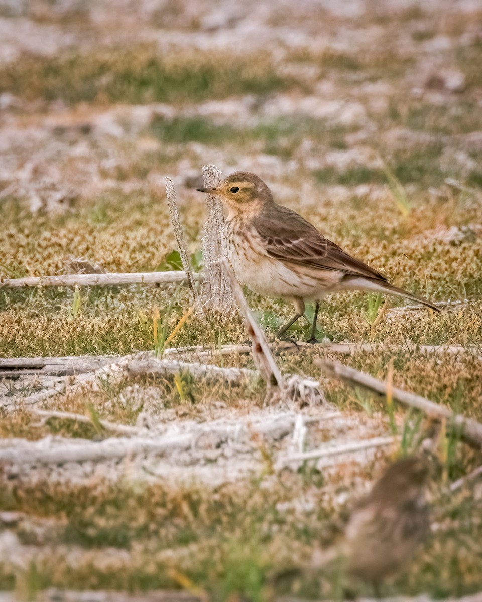 American Pipit - ML623912597