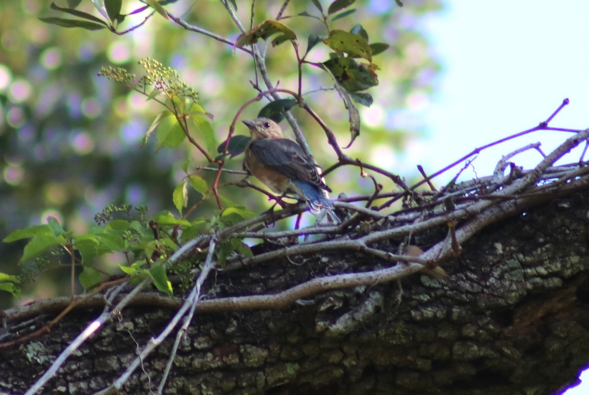 Eastern Bluebird - ML623912602