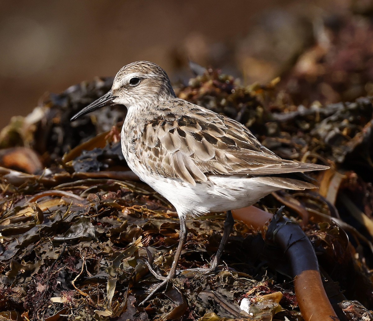 White-rumped Sandpiper - ML623912615