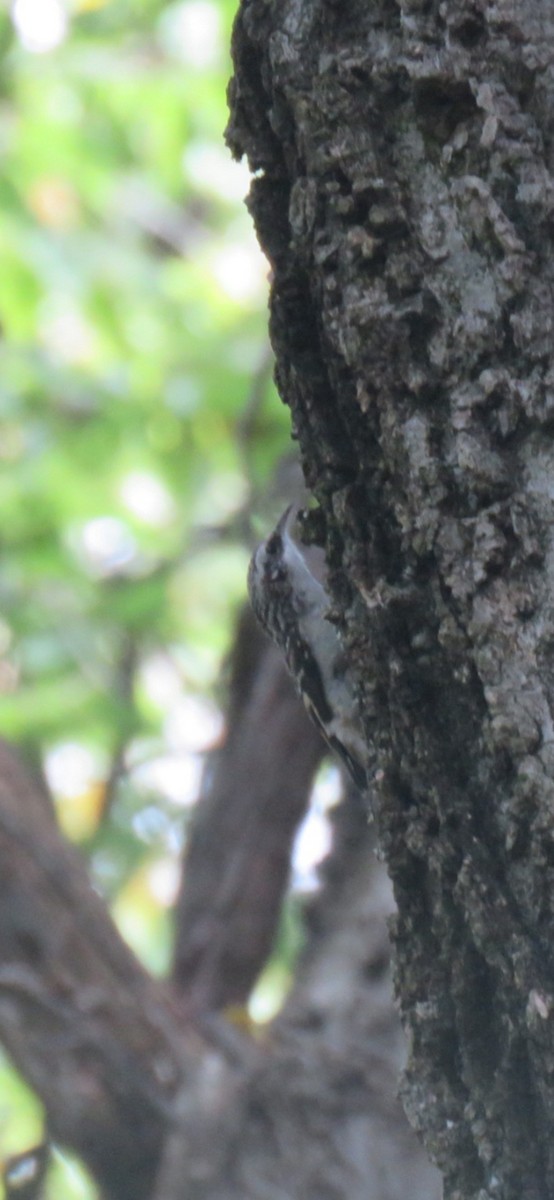 Brown Creeper - ML623912665