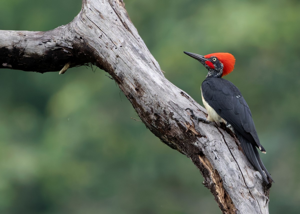 White-bellied Woodpecker - ML623912675