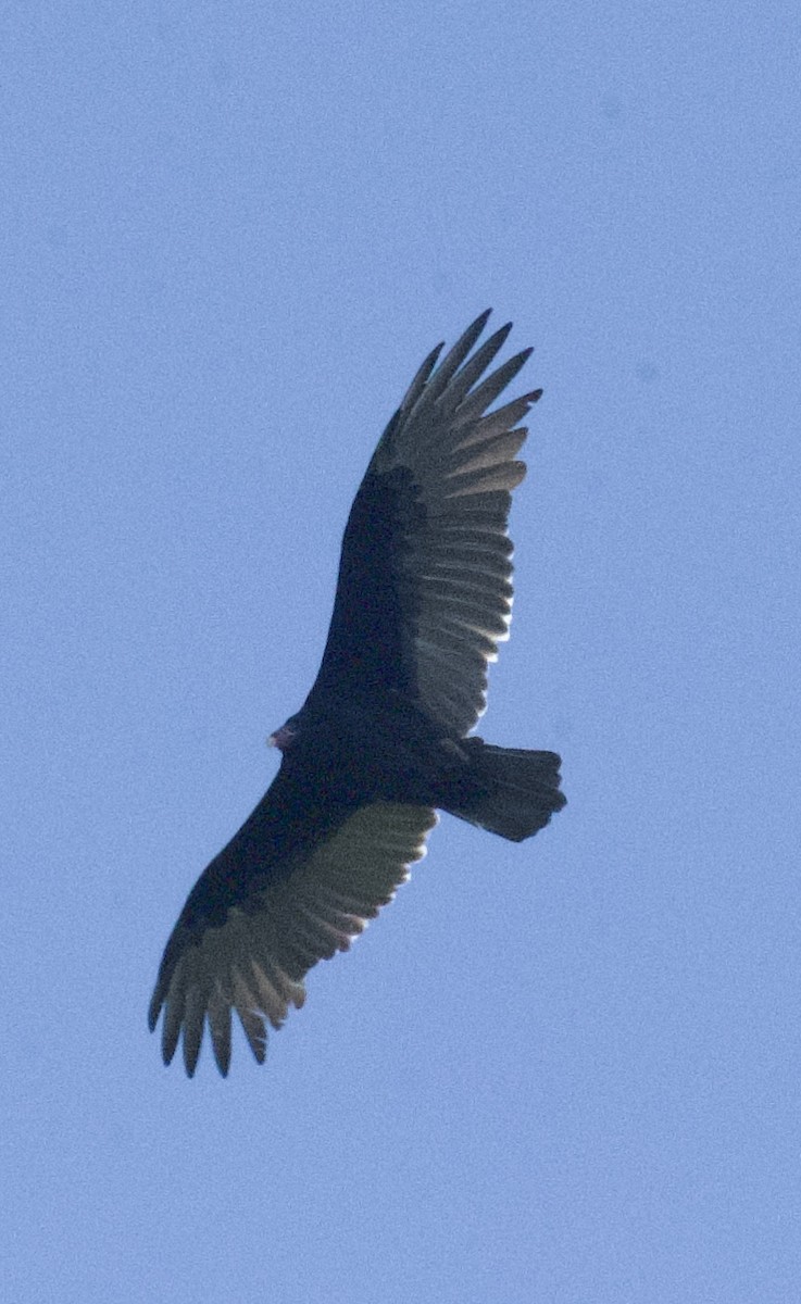 Turkey Vulture - ML623912676