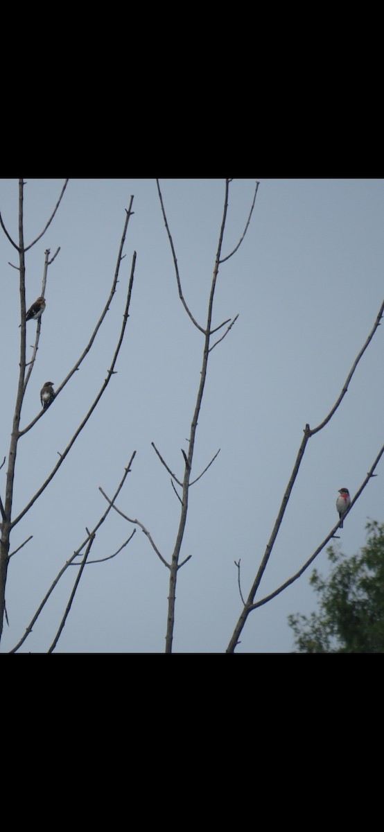 Rose-breasted Grosbeak - ML623912677