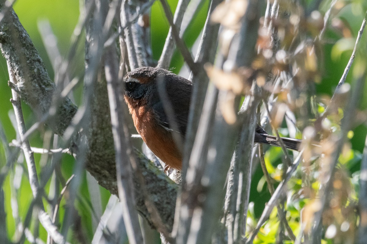 Black-and-rufous Warbling Finch - ML623912681