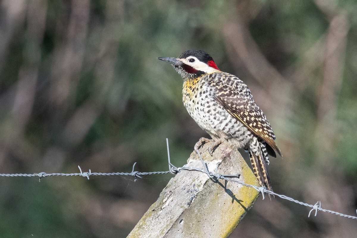 Green-barred Woodpecker - ML623912689