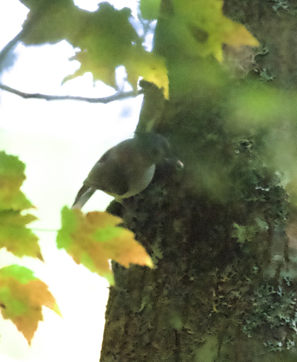 Tufted Titmouse - ML623912690