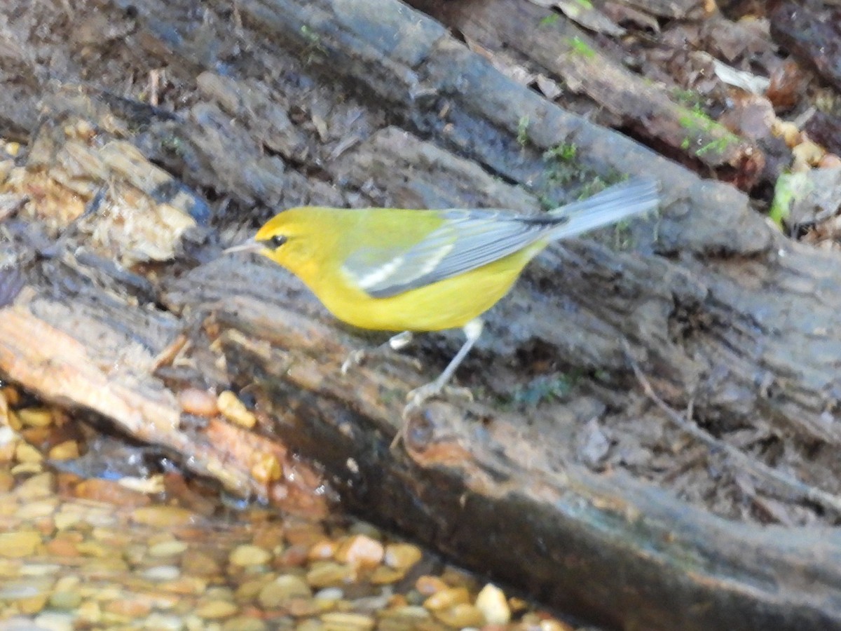 Blue-winged Warbler - ML623912697