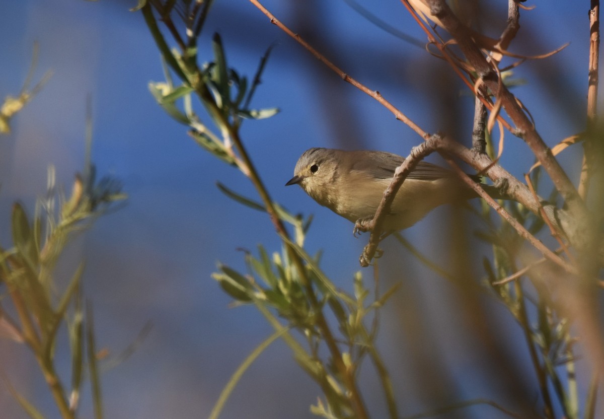 Lucy's Warbler - David Coalson