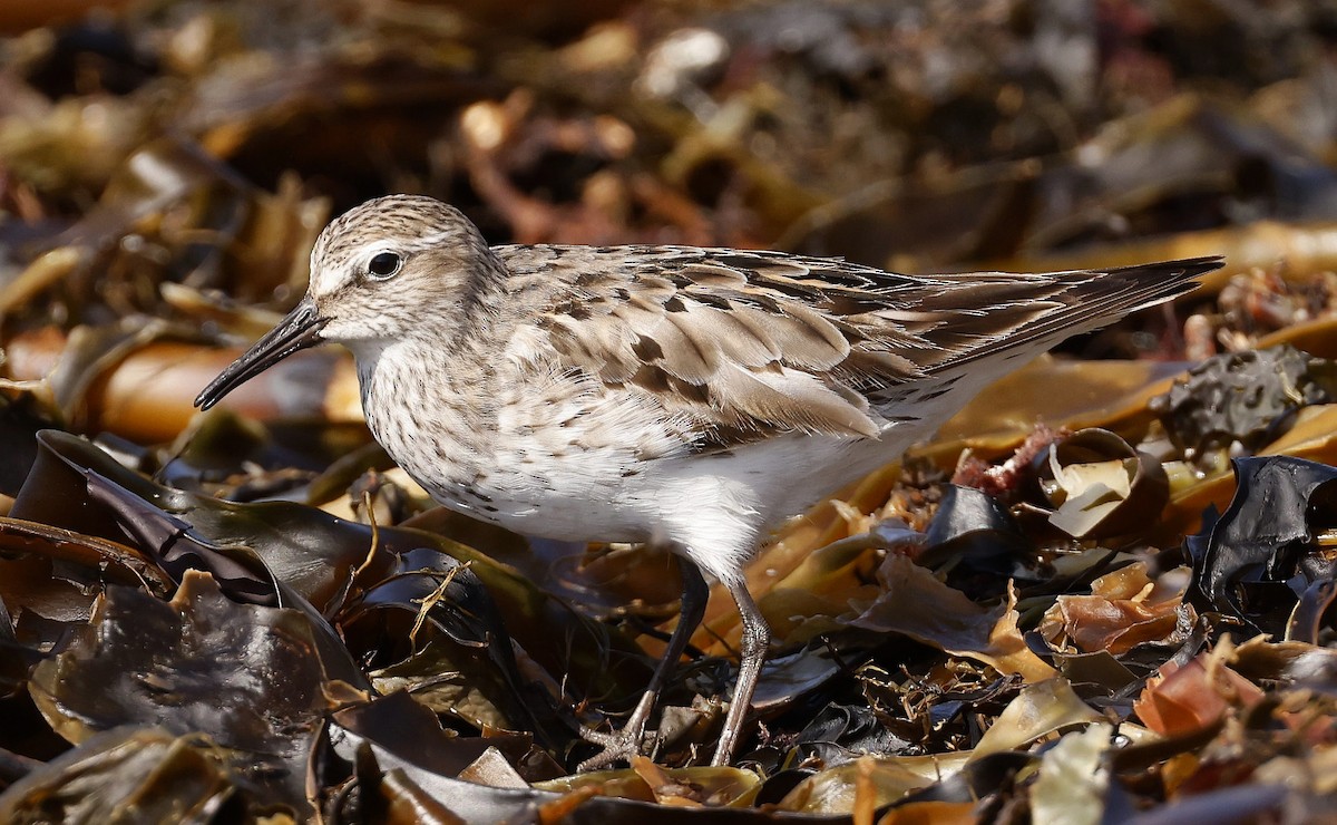 White-rumped Sandpiper - ML623912730